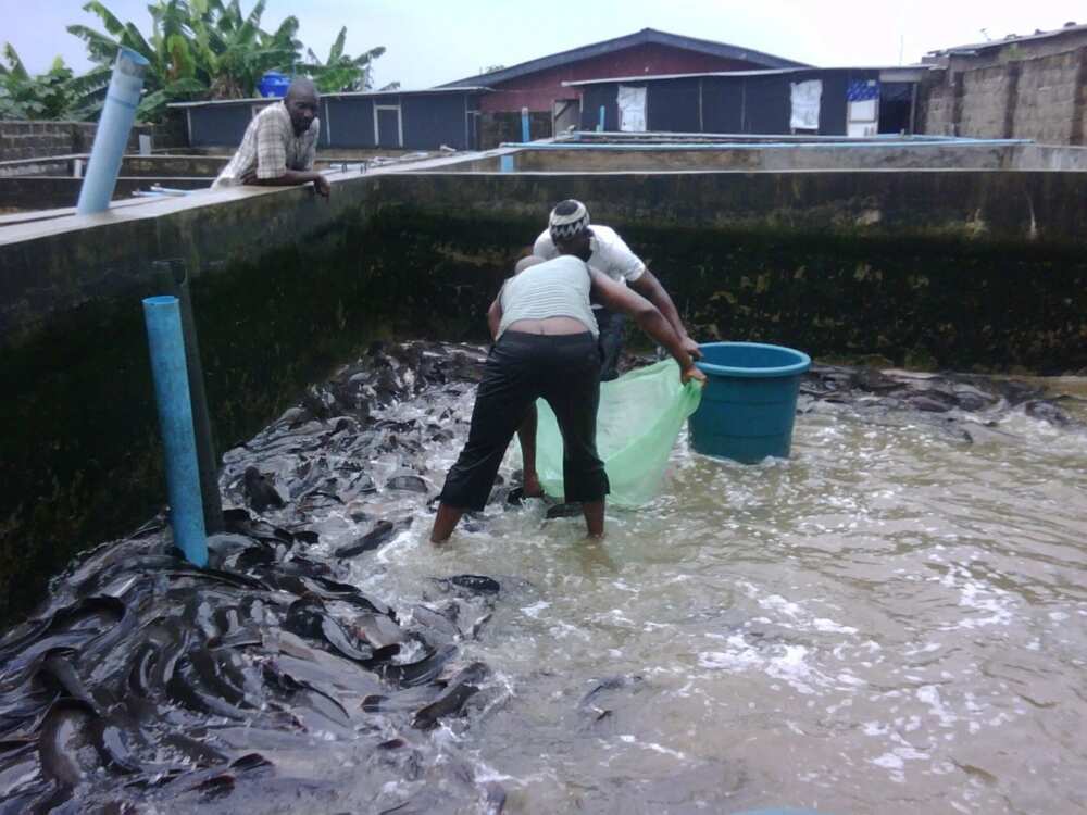 literature review on fish farming in nigeria