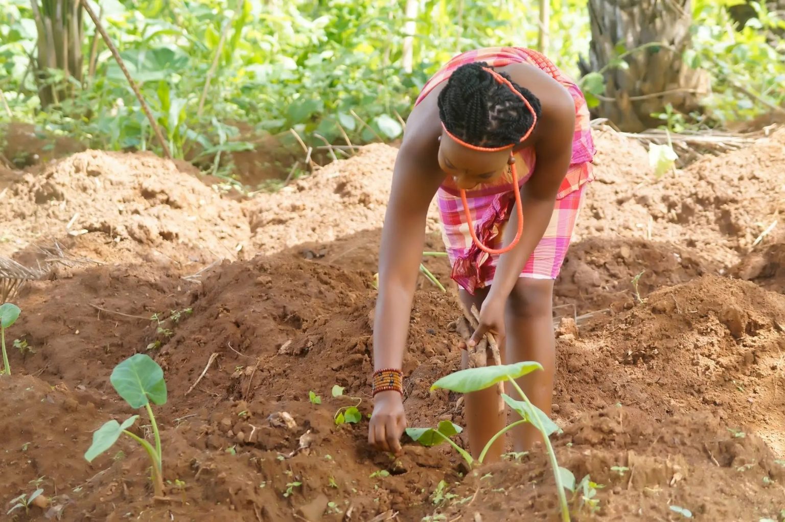 Farming in Igboland