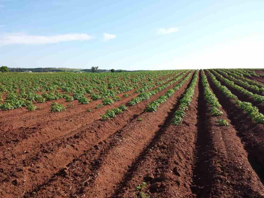 Farming in Hausaland