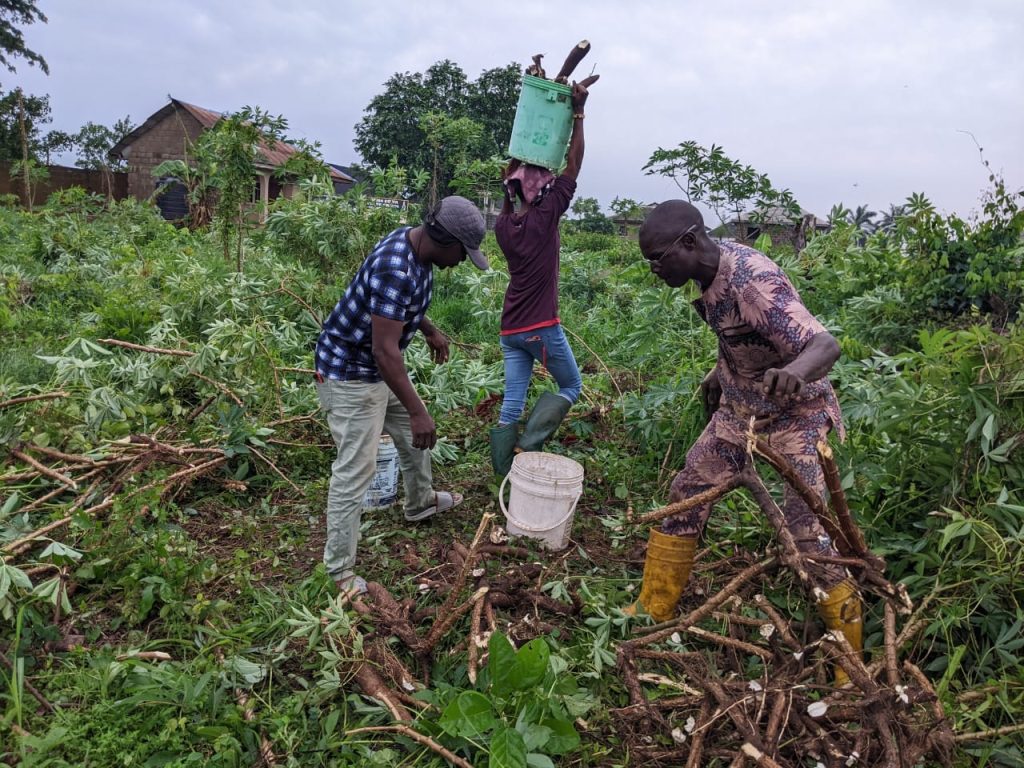 Farming in Yorubaland