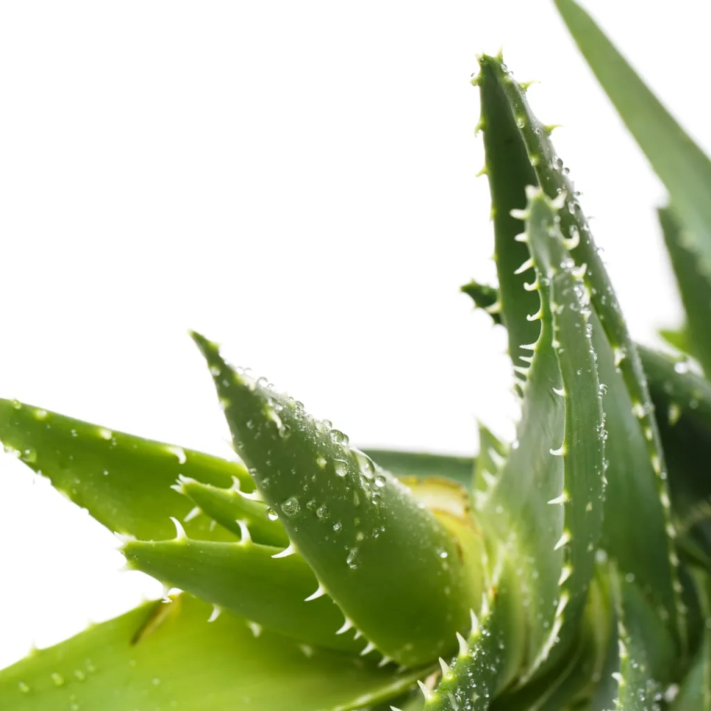 Aloevera plant, aloe vera benefits, aloe vera uses, world best aloe vera, aloe vera plants