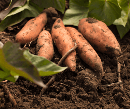 What are orange fleshed sweet potatoes used for? What are those orange potatoes called? What is the nutritional value of OFSP? Is sweet potato vine safe to eat? Orange-fleshed sweet potato health benefits Health benefits of orange-fleshed sweet potato pdf Orange-fleshed sweet potato processing Orange-fleshed sweet potato in Nigeria Orange fleshed sweet potato scientific name Is orange-fleshed sweet potato genetically modified Orange-fleshed sweet potato nutrition