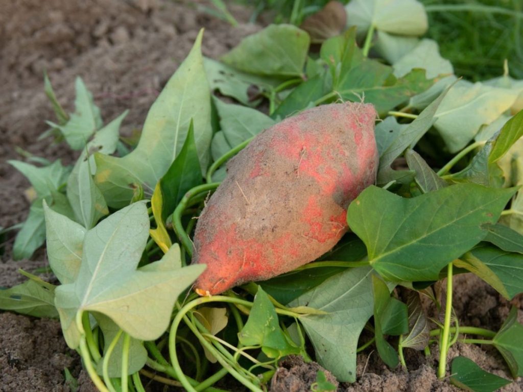 Farmers gets seed input, others What are orange fleshed sweet potatoes used for? What are those orange potatoes called? What is the nutritional value of OFSP? Is sweet potato vine safe to eat? Orange-fleshed sweet potato health benefits Health benefits of orange-fleshed sweet potato pdf Orange-fleshed sweet potato processing Orange-fleshed sweet potato in Nigeria Orange fleshed sweet potato scientific name Is orange-fleshed sweet potato genetically modified Orange-fleshed sweet potato nutrition