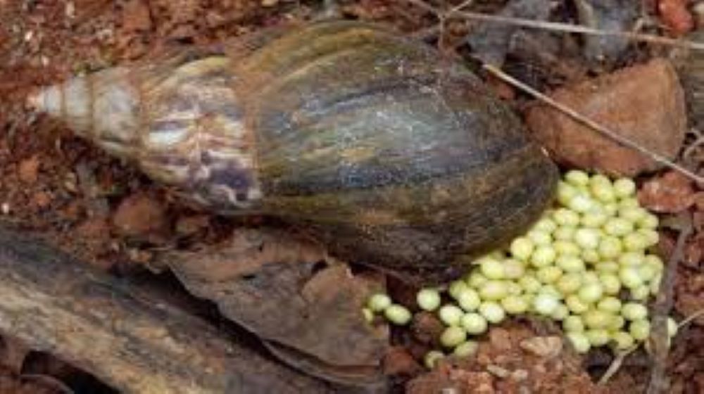 snail farming, benefit of snail farming, snail cages, snail feeds