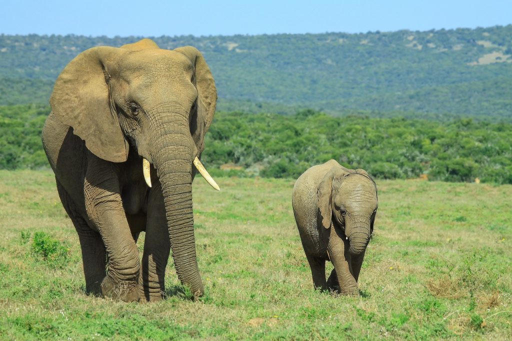 We’ll always prioritise conservation, says environment minister, elephant.