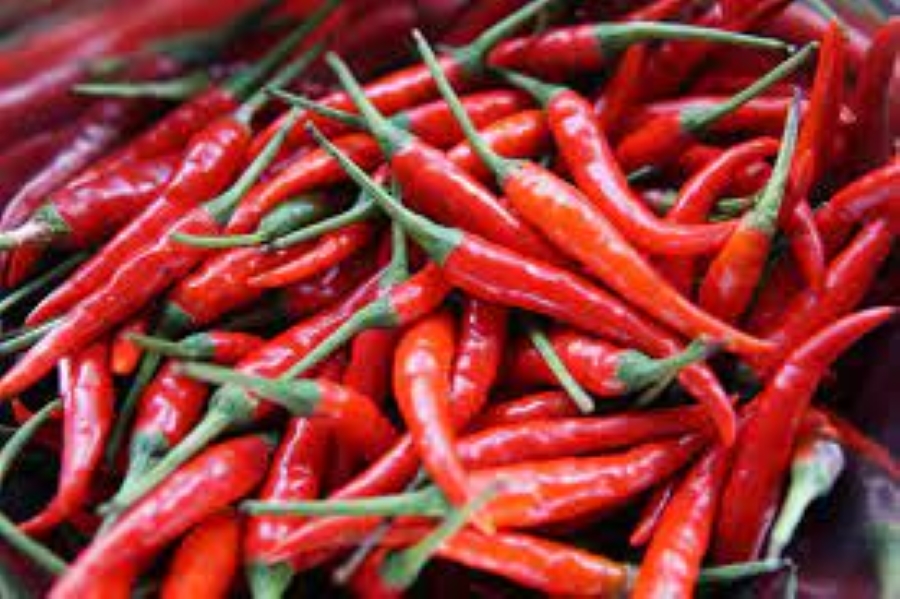 Pepper farming, pepper, Farmers share experiences on bumper harvest, sales, harvest.