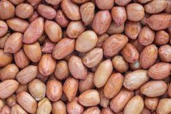 How to maximise benefits of groundnuts/peanuts, Groundnut, peanut, peanut butter, groundnut oil, How to grow groundnuts, groundnut farming.