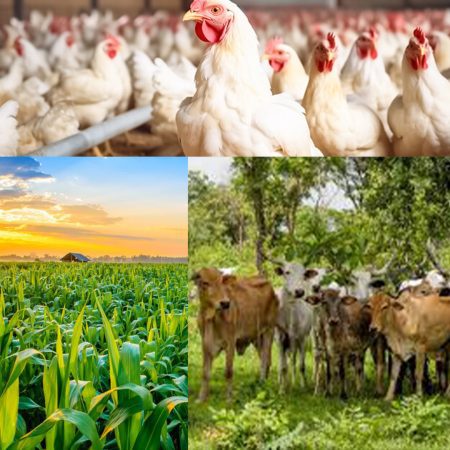 Inflation, bad environment adversely affecting us - Farmers, farmingfarmersfarms, livestock farming, crop farming, GDP, food security, food inflation, food prices, insecurity, poultry industry, women farmers, food insufficiency