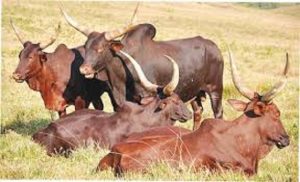 Livestock, cattle fattening, cattle farming, Cattle fattening in Nigeria