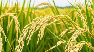 New crop varieties out soon, Rice, castor