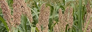 forage sorghum, livestock, livestock production, Agricultural produce showcase takes the centre stage, The National Animal Production Research Institute (NAPRI),