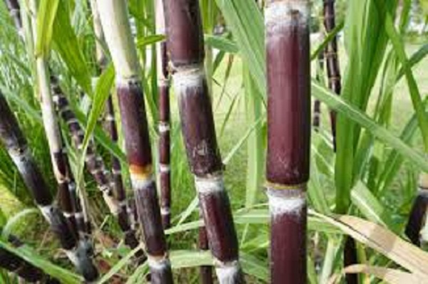 Scientists make advances in sugarcane genomics