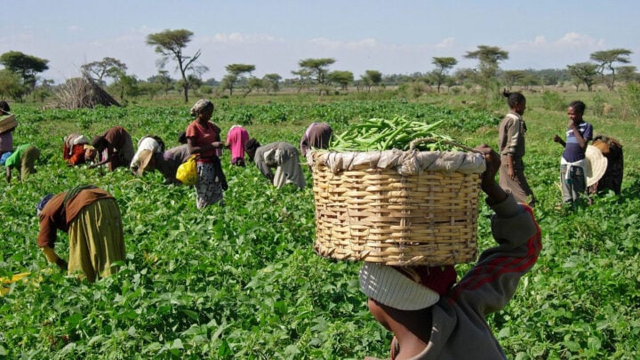 Discussing agriculture at the forthcoming youth conference