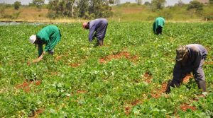IITA, UN to boost food security in Nigeria