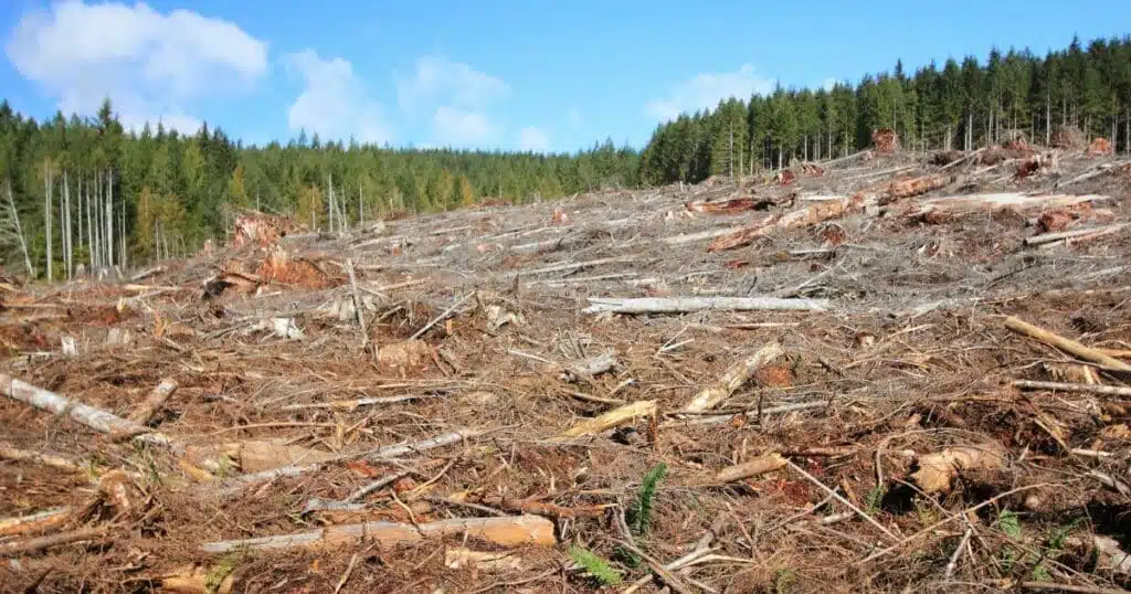 Ondo governor, experts seek end to deforestation