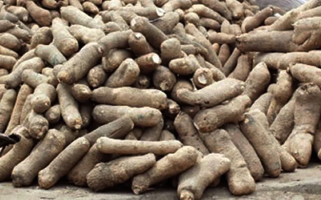 FG, IITA scale up yam production