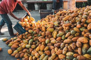 Current cocoa pricing models fail to protect farmers – Group