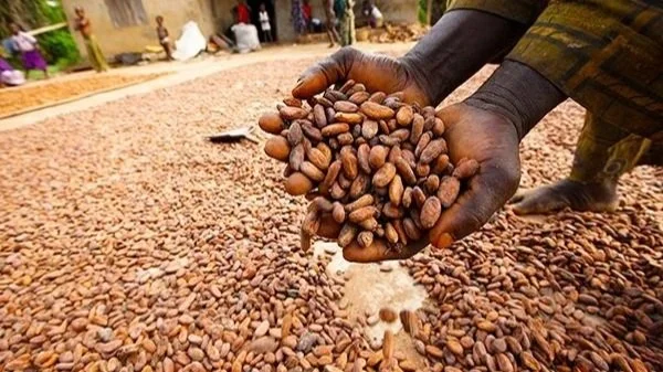 Cocoa, cashew dominate Nigeria’s agric exports in 2025
