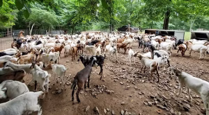 FG advances efforts to control small ruminant diseases