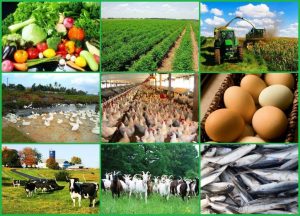Boosting foreign investment in Nigeria’s agribusiness