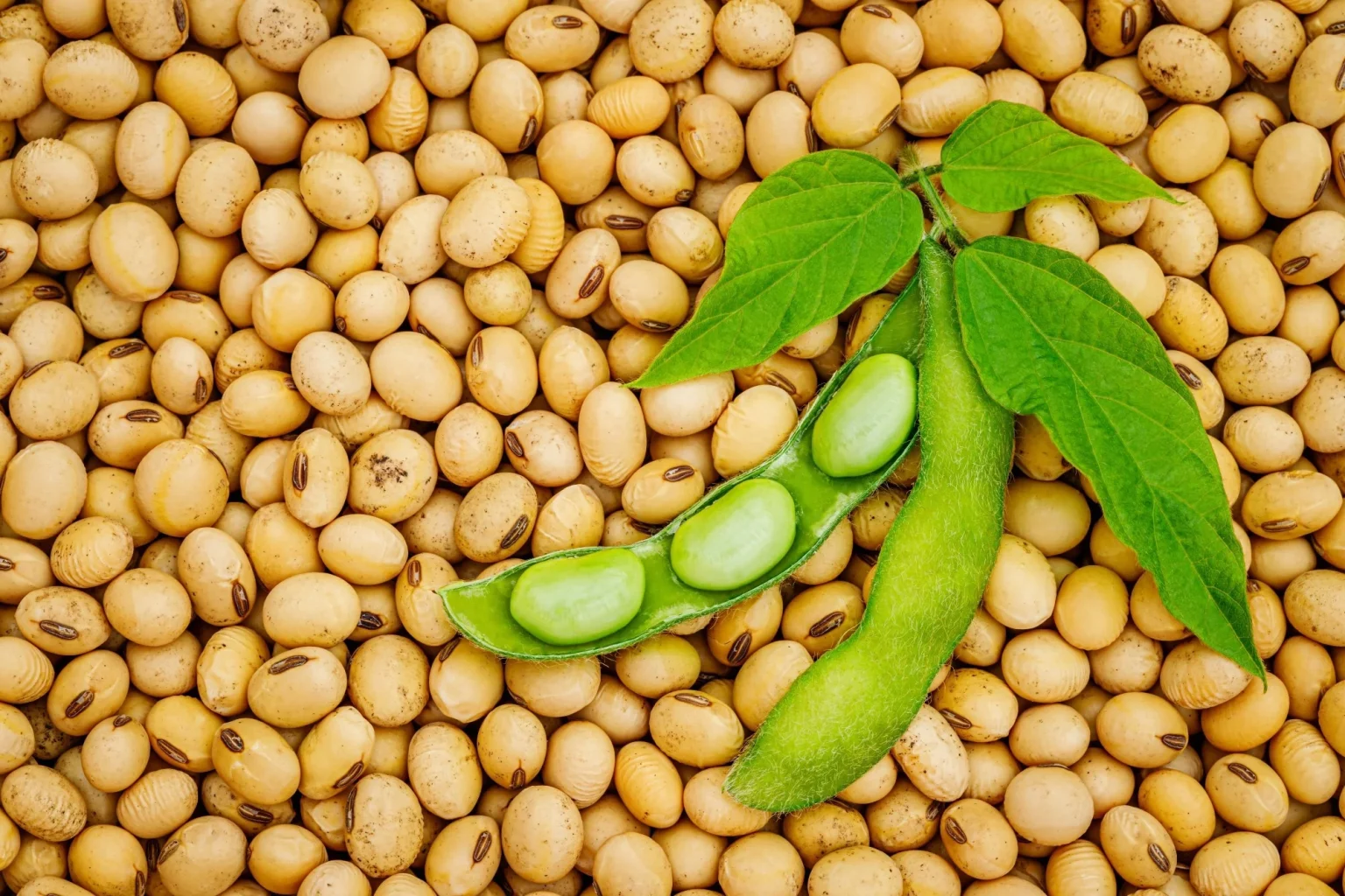 US Soy to bridge Nigeria’s protein gap