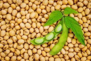 US Soy to bridge Nigeria’s protein gap