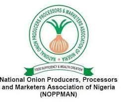 Onion crisis: NOPPMAN demands MoU, suspends exports over N1.2bn losses