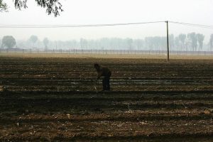 Farmer destroys 25 acres of crops for trusting AI advice