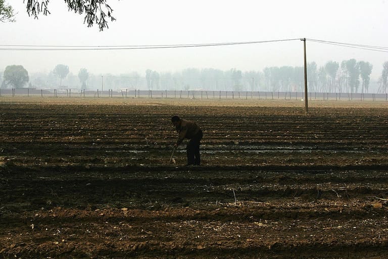 Farmer destroys 25 acres of crops for trusting AI advice